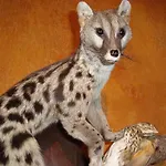 Saila