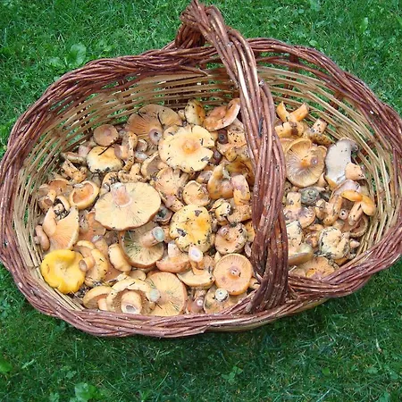 Saila * Castejón de Sos