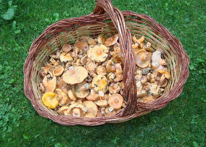 Saila * Castejón de Sos